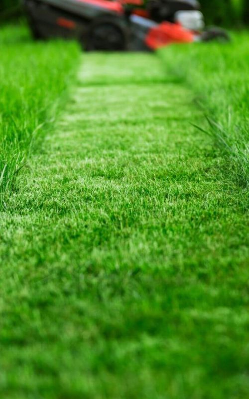 Lawn mowing and garden care services in Matraville